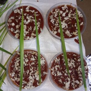 নারিকেল মিশ্রিত পাটালি ১ কেজি