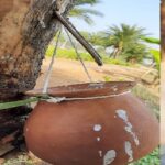 খেজুরের কাচারস (১০ লিটার)