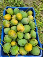 হিমসাগর আম ১২ কেজি - Image 3