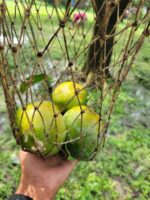 হিমসাগর আম ১২ কেজি - Image 2