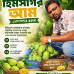 হিমসাগর আম ২৪ কেজি